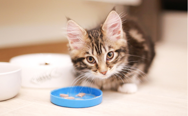 shutterstock_1299933871