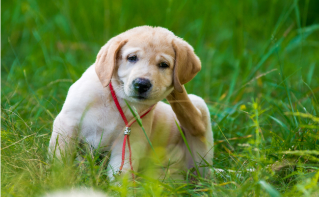 shutterstock_452360023