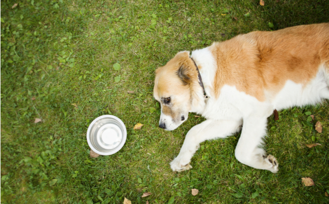 shutterstock_602538335