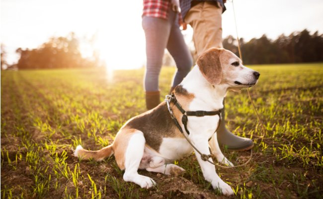 小型犬の息遣いが「ガーガー」なら注意。獣医が教える疑うべき病気と予防法