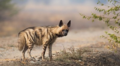 An,Adult,Striped,Hyena,(hyaena,Hyaena),Standing,In,Open,Dry