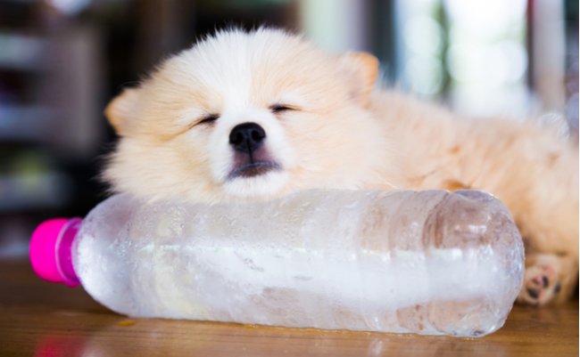 残暑も油断大敵。愛犬の熱中症予防に役立つ「ペットボトル保冷剤」