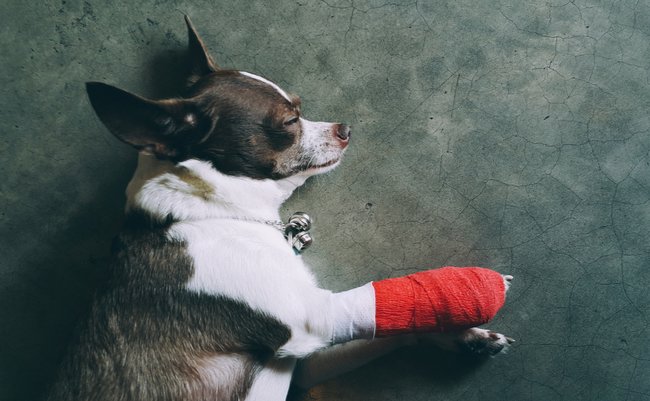 家の中で「ペットの骨折」を防ぐためには？獣医師が教える対処法