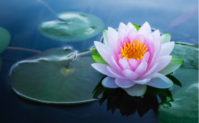 shutterstock_1006750006