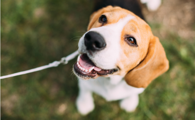 shutterstock_1023373414