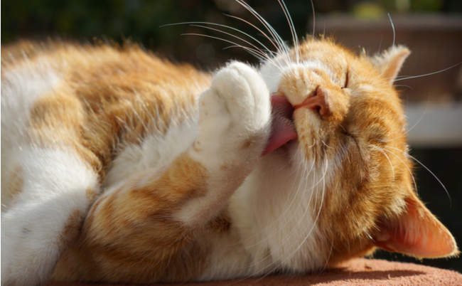 shutterstock_355636682