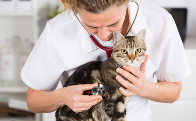 shutterstock_780558160