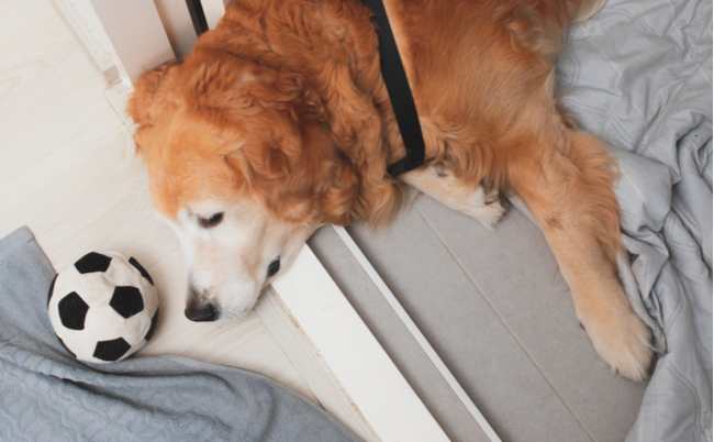 shutterstock_1375627775