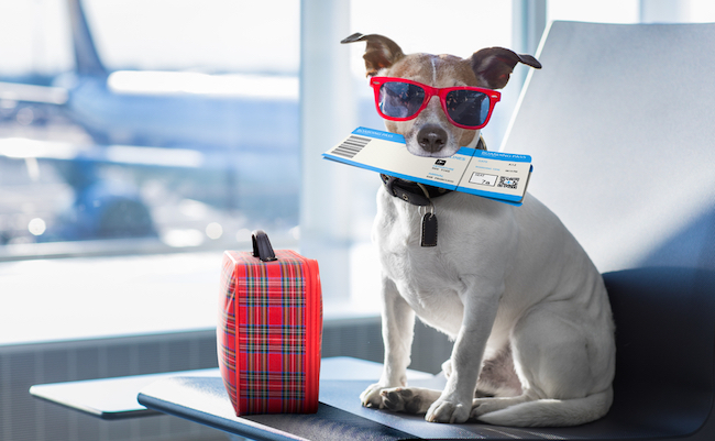 Holiday,Vacation,Jack,Russell,Dog,Waiting,In,Airport,Terminal,Ready