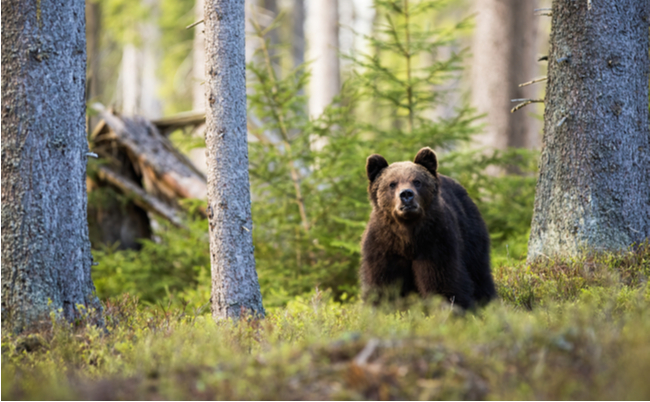 shutterstock_1709286601