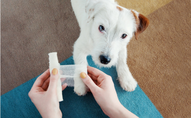 shutterstock_1972246139 (2)