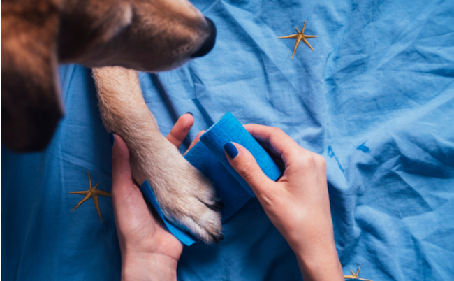 shutterstock_766581547