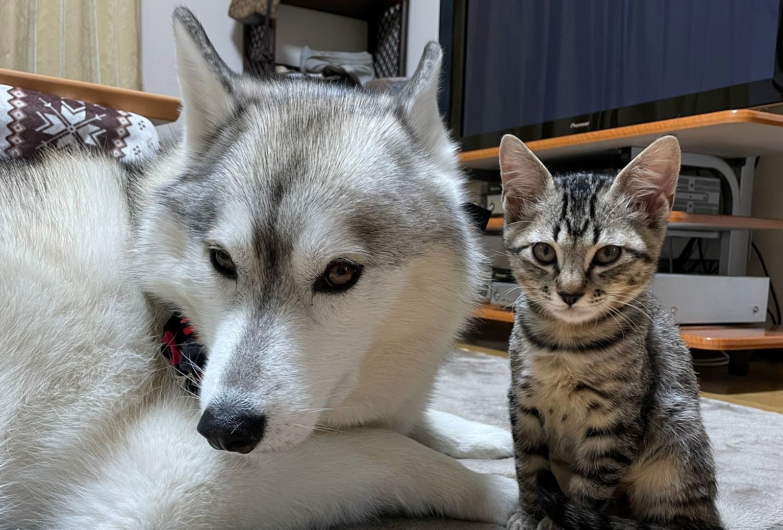 シベリアン_アイキャッチ