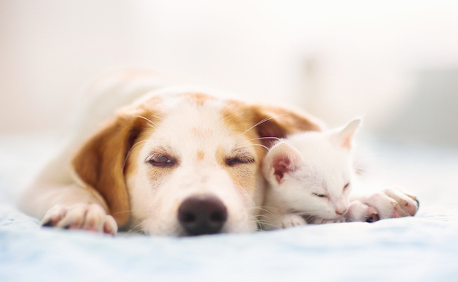 Cat,And,Dog,Sleeping,Together.,Kitten,And,Puppy,Taking,Nap.