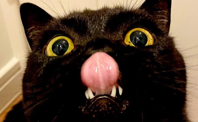 舌をベロンと出す黒猫の変顔がインパクトありすぎ！「この不思議生物は何?」「妖怪!?」の声集まる