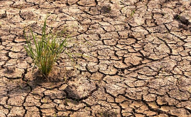 Cracked,Soil,A,Destruction,Of,Rice,Crop,Due,To,Drought