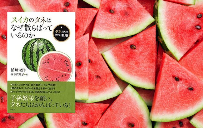 heap of fresh sliced watermelon as textured background