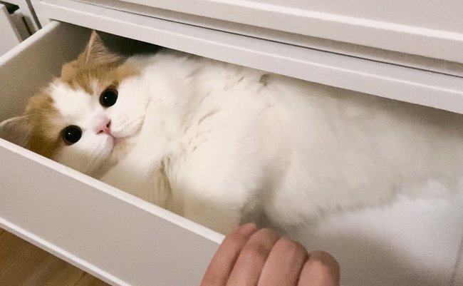 「出掛けちゃダメ！」出口をブロックする猫。全力で階段をふさぐ姿がかわいいと話題に