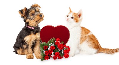 Cute,Kitten,And,Puppy,Looking,At,Each,Other,With,Valentine's