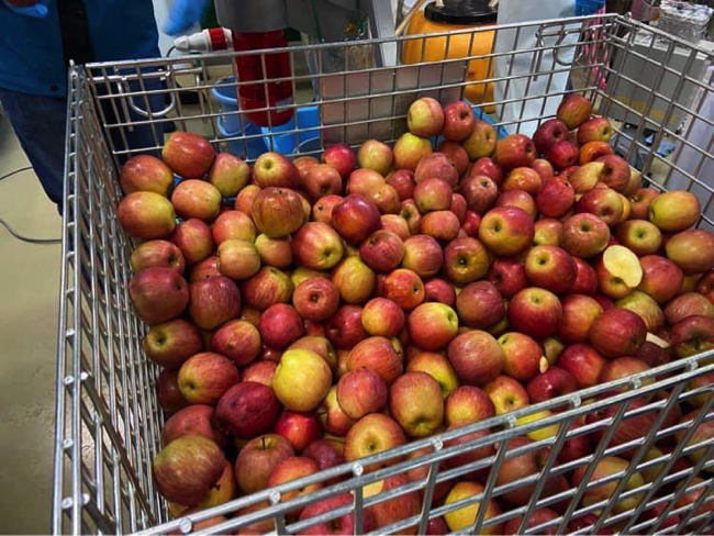 従業員と一緒に規格外のリンゴでシードルをつくり商品化した