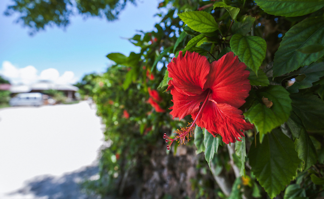 Okinawa,Tropical,Flower,Hibiscus