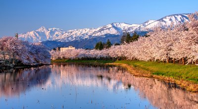 Myoko Range with Cherry Blossom in the foreground, Niigata, Japan