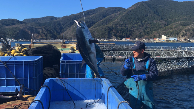 長崎・対馬のクロマグロの養殖場。「新鮮組 まぐろ屋」から進展した「鮪酒場 まぐろじん」の発想は現地でひらめいた