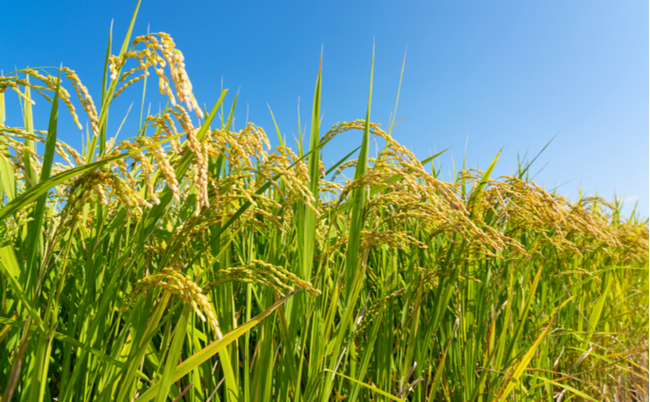 shutterstock_1827937847