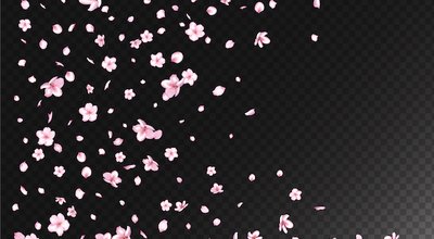 Nice Sakura Blossom Isolated Vector. Pastel Showering 3d Petals Wedding Border. Japanese Funky Flowers Wallpaper. Valentine, Mother's Day Beautiful Nice Sakura Blossom Isolated on Black