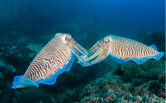 shutterstock_1913357581