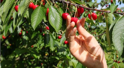 shutterstock_1740115916