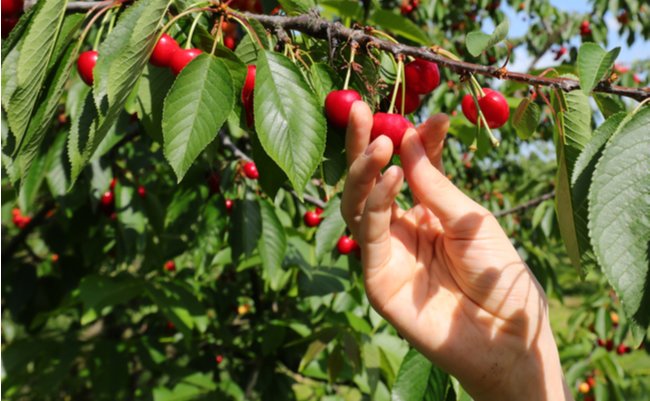 shutterstock_1740115916