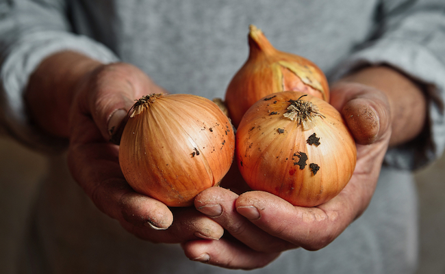 hands of a farmer holding an onion