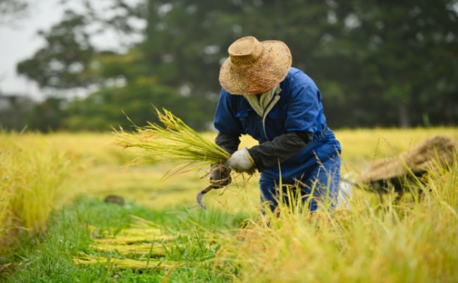「相続税」問題より規制緩和を。日本の農業の効率化と発展に必要なものは？
