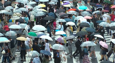 SHIBUYA,  TOKYO,  JAPAN - CIRCA MAY 2018 : Scenery of SHIBUYA around big scramble crossing in RAIN.