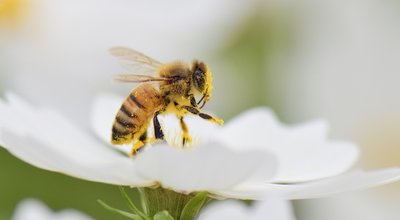 Honey bee collecting pollen from white cosmos flower.
