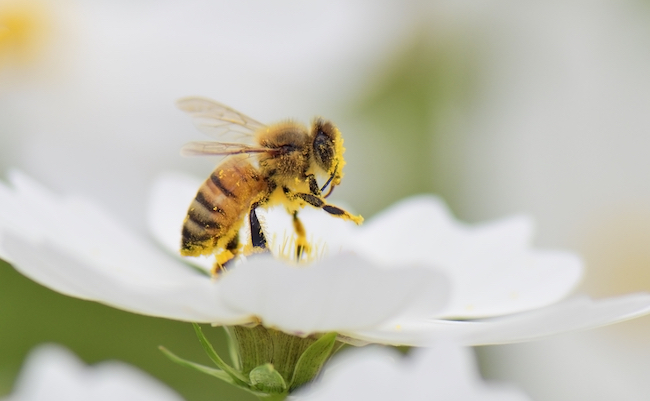 Honey bee collecting pollen from white cosmos flower.
