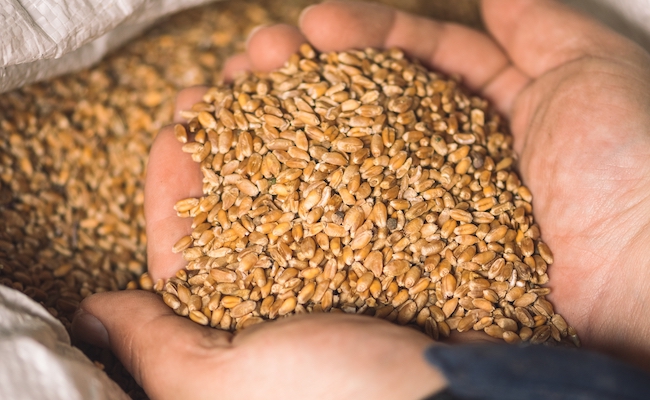Wheat grains on the hands of a farmer near a sack, food or grain for bread, global hunger crisis concept due to war, close up. Food and Agriculture Organization