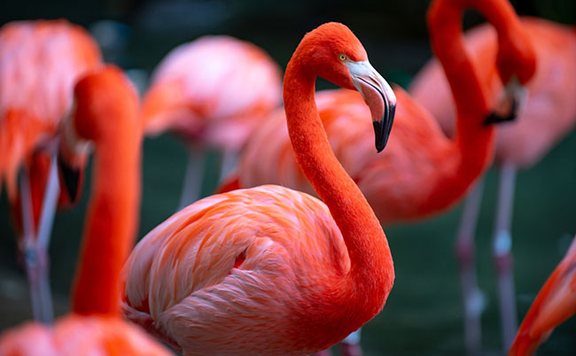 Beautiful,Flamingos,Walking,In,The,Water,With,Green,Grasses,Background.