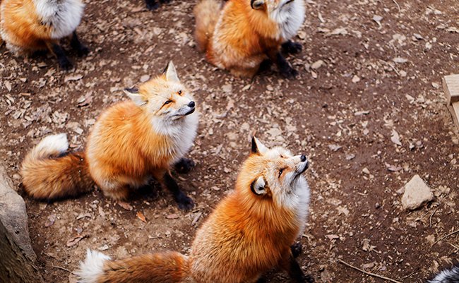 Red,Japanese,Foxes,Looking,For,Food,In,Miyagi,Zao,Fox