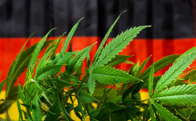 Cannabis,Plant,With,German,Flag,In,The,Background