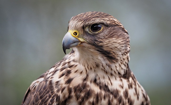 Portrait,Of,A,Saker,Falcon,,Sideview,,Falco,Cherrug