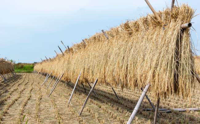 Post-harvest,Rice,Hung,On,A,Rack