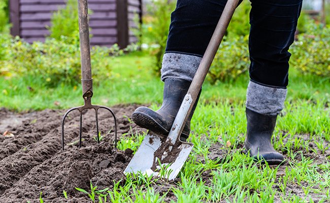 Gardener,Digging,In,The,Garden.,Soil,Preparing,For,Planting,In