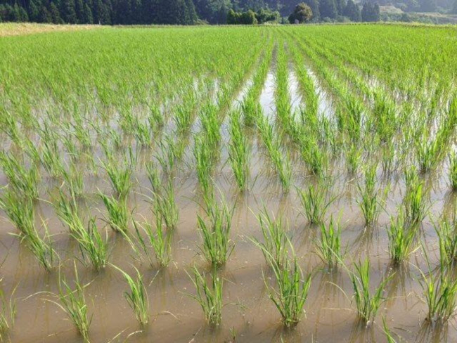 神子原村の水田（筆者撮影）