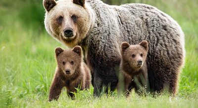 Protective,Female,Brown,Bear,,Ursus,Arctos,,Standing,Close,To,Her