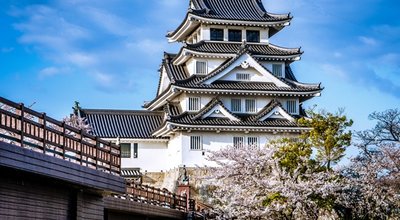 Japanese,Traditional,Gifu,Castle,And,Cherry,Blossoms