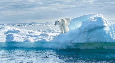 A magnificent polar bear stands on the edge of a melted iceberg and looks into the blue water abyss