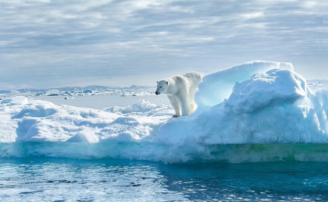 A magnificent polar bear stands on the edge of a melted iceberg and looks into the blue water abyss