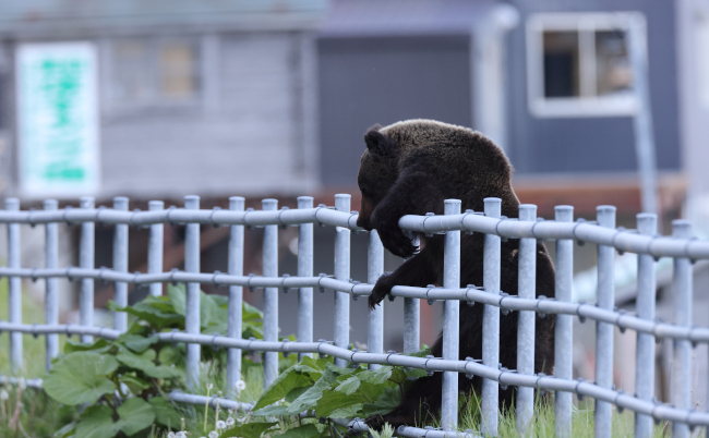 Ussuri,Brown,Bear,Ursus,Arctos,Lasiotus.,Shiretoko,National,Park.,Shiretoko